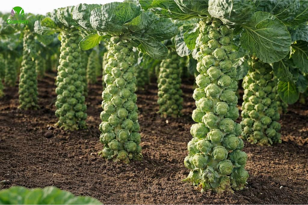 Growing Brussels sprouts in the UK showing natural plant form and spacing