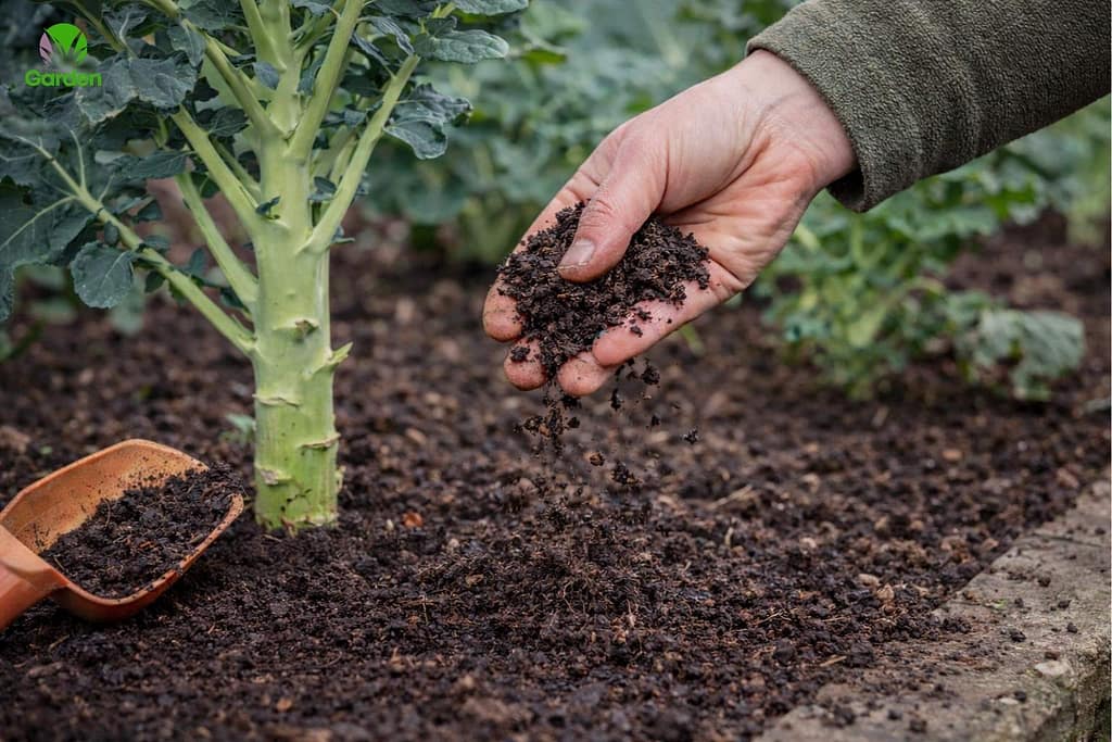 Feeding brassicas with compost in a UK vegetable garden to encourage steady, firm growth