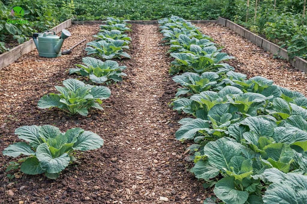 Row spacing for brassicas showing clear access paths in a UK vegetable garden