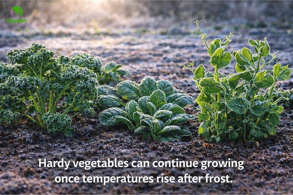 Hardy vegetables growing strongly after late spring frost in a garden bed.