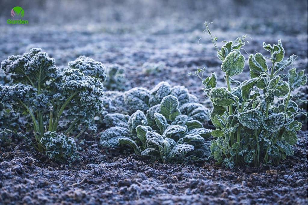 Frost-covered kale, spinach and pea plants remaining upright after a late spring frost.