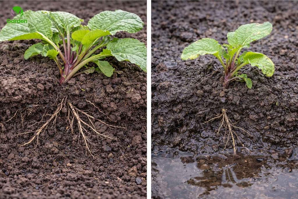 Slow-growing vegetable plant compared with healthy growth in a UK garden bed