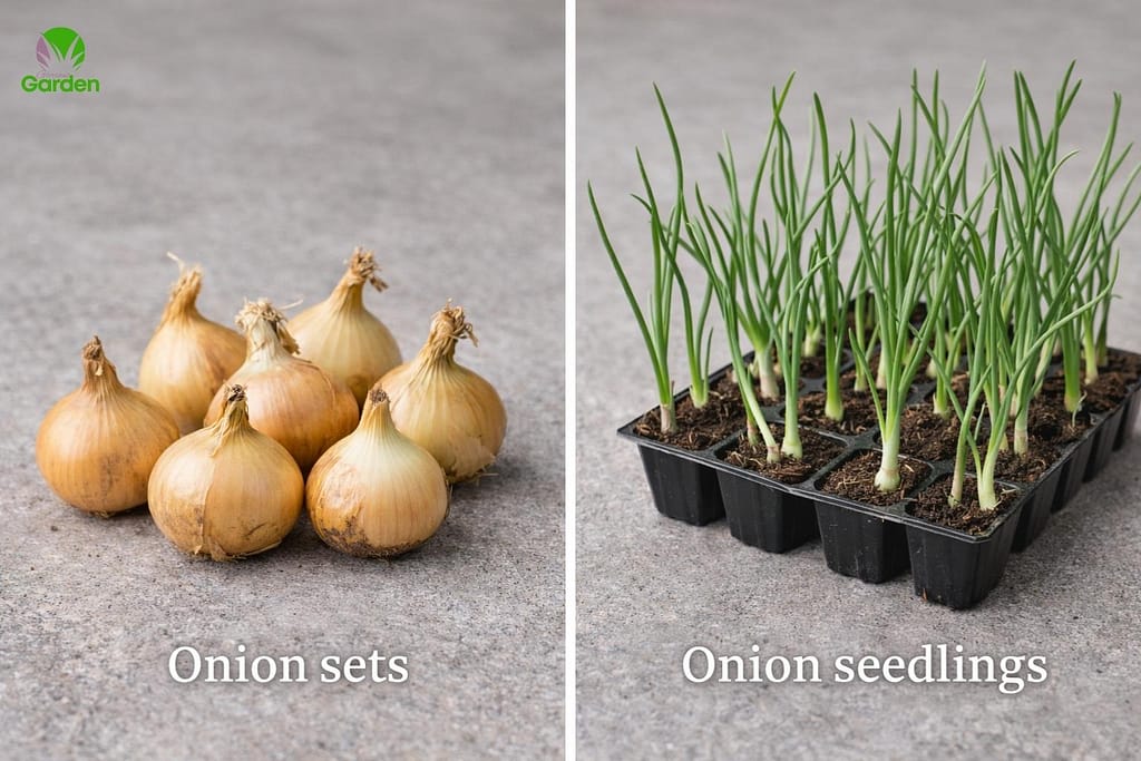 Onion Sets vs Onion Seedlings for UK Planting