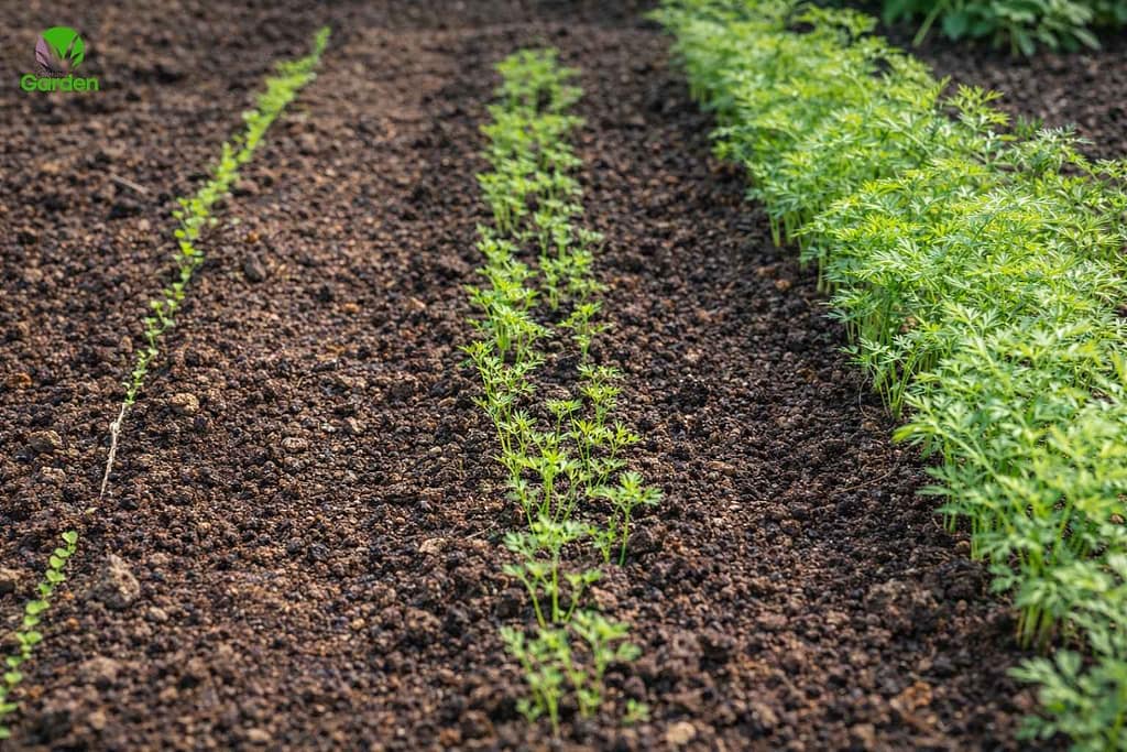 Carrot rows at different growth stages in a UK vegetable garden showing succession sowing